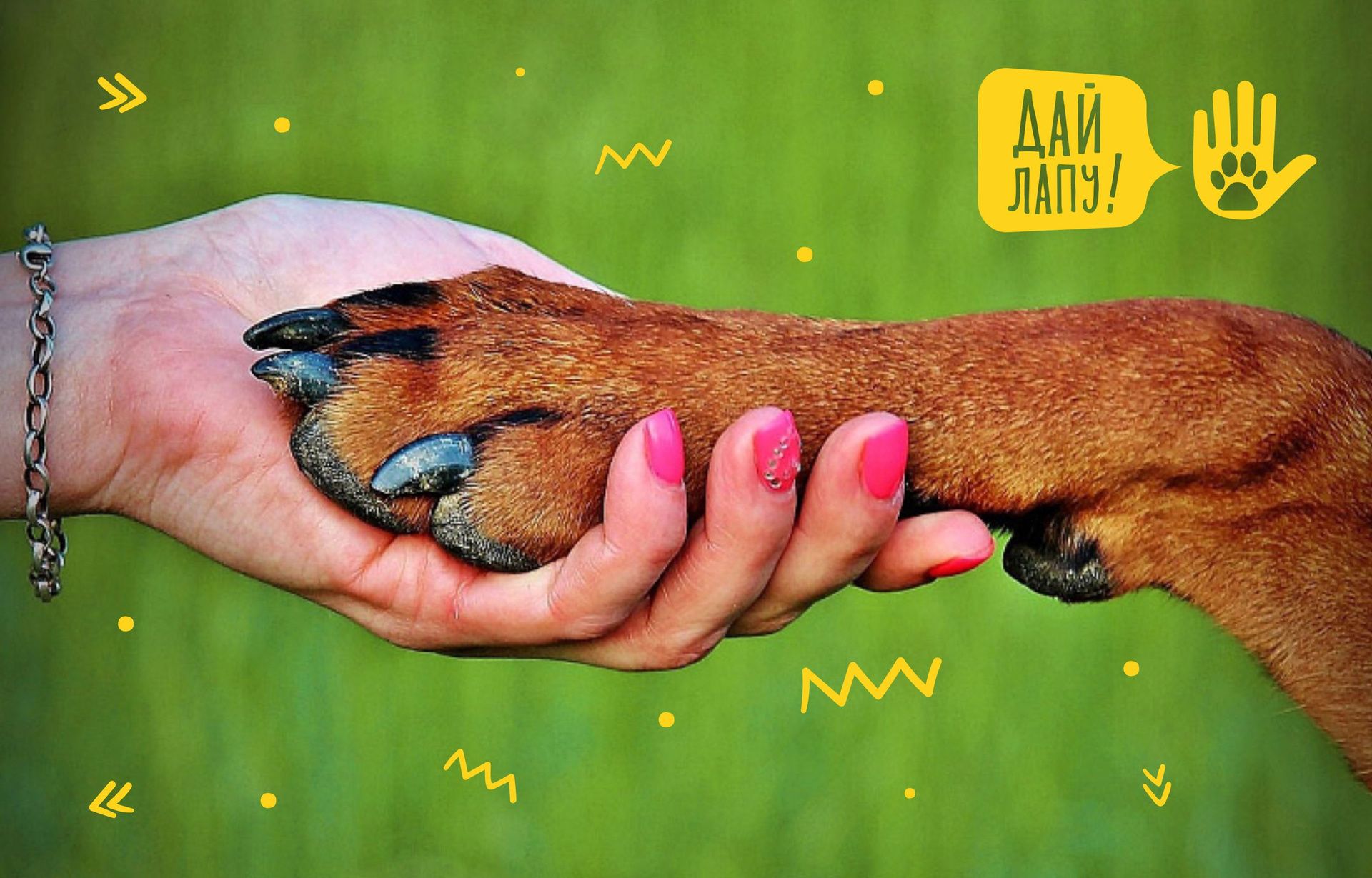 Дай Лапу Фото — Фото Картинки