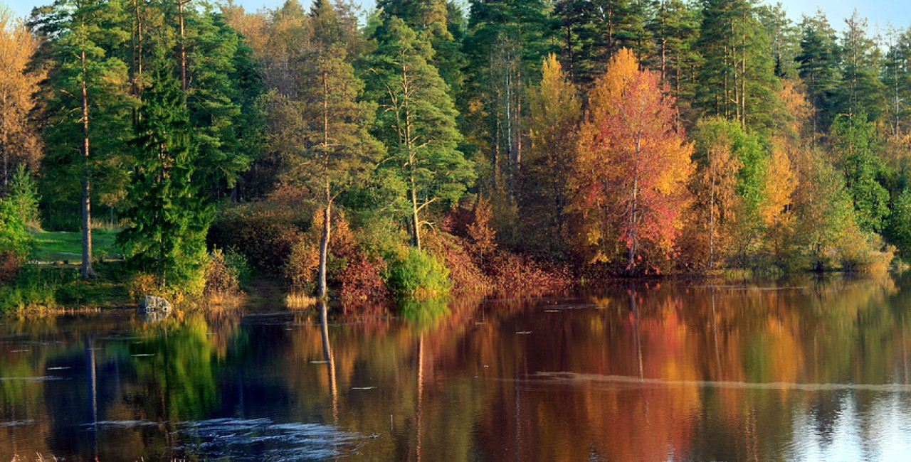Русский лес: как на нем зарабатывали в средние века и что такое умная лесохимия