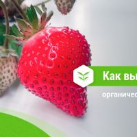 AgroTechFarm  - высокие технологии выращивания органических овощей, ягод и зелени