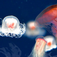 Бессмертная медуза — единственное существо на планете, способное жить вечно