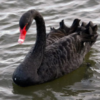Как предугадать появление черного лебедя