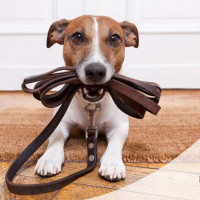 Doggiely Training Tips to Help Dog Owners