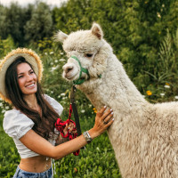 Альпака Парк запустили новую услугу «Прогулка с альпака»