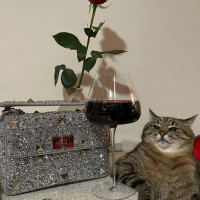 Украинский кот Степан снял рекламу для Valentino