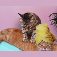 Мои необычные ассистенты