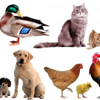 ЖИВОТНЫЕ НА АНГЛИЙСКОМ