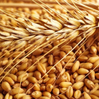 Пшеница. Обзор ситуации на продовольственном рынке