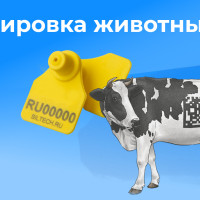 Маркировка животных: что важно знать