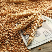 Экспортную пошлину на пшеницу из РФ с 21 сентября снизили до 2668 рублей за тонну