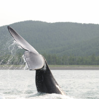 Бренд из Сибири взял под защиту гренландских китов