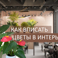 Urban jungle. Джунгли в вашей квартире