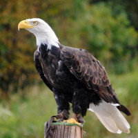 МегаФон обновит тариф для отслеживания миграции степных орлов