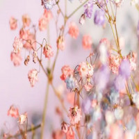 Магазин цветов. Комплексное продвижение. Цветы в каждый дом от супермаркета цветов и подарков Ирис