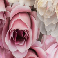 Цветы и подарки. Комплексное продвижение. Цветы в каждый дом от супермаркета цветов и подарков Grand Flora