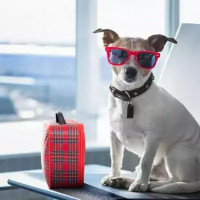 В автобусе с домашними животными: полезные советы