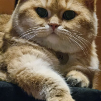 Бизнес-аналитика для котиков: что нужно, чтобы войти в профессию?