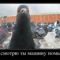 Месть голубя Леонида