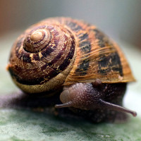 В чем плюсы неторопливости