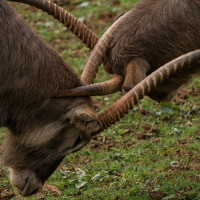 Противостояние – это суть переговоров: как избежать конфронтации