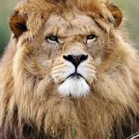 Что говорят признанные лидеры об учителях и наставниках