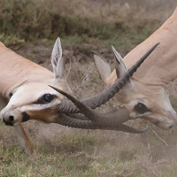 Конфликтогены: словарь «козла отпущения»