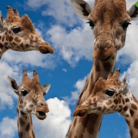 Фасилитация – общая ответственность за результат