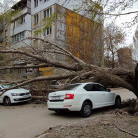 Дерево упало на автомобиль