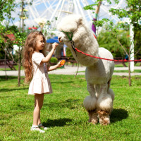 В Московском зоопарке открывается контактная площадка «Альпака Парк»