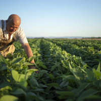 Syngenta с нуля мигрировала 1С ERP в облако Cloud.ru