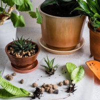 Как успешно размножать комнатные растения избегая ошибки