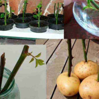 Советы эффективного укоренения черенков