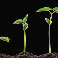 Предпосевная обработка семян