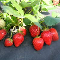 Клубника из семян: от крошечного зернышка до сочной ягоды