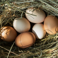 Рынок яиц: рекордный рост розничных цен на яйца +30%