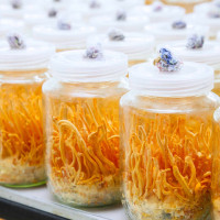 Кордицепс: история, польза, выращивание в домашних условиях, фото