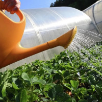 Полив в жару: главные правила и полезные советы экспертов