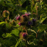 Ученые Пермского Политеха выяснили, как настойка из листьев лопуха может помочь в борьбе с бактериальными инфекциями и сахарным диабетом