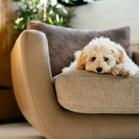 Домашние животные и мебель: как создать идеальное пространство для питомцев