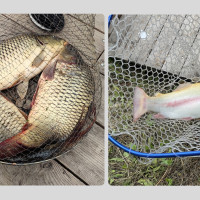 Письмо 201: получили новый опыт ловли форели и карпа