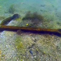 Росгвардейцы обнаружили артефакты времен Великой Отечественной войны в Азовском море