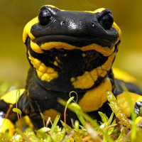 Саламандра как ошибка выжившего или осанна тем, кому повезло