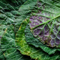 Современное прочтение работы с продуктом: топ-5 кулинарных трендов этого года