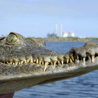 Как атомная электростанция стала идеальным заповедником для крокодилов