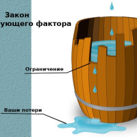 Ложка меда, в «бочке Либиха». Ограничивающие факторы в бизнесе!⁠⁠