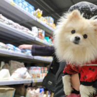 Как зообизнес реагирует на рост числа домашних животных в городах