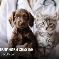 Как мы увеличили органический трафик ветеринарной клиники Chester-Vet.ru в 2,5 раза за 3 месяца