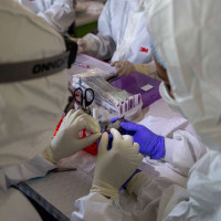 Торговля дикой природой: как рынки животных создают новые вирусы