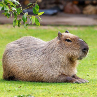 🐿Загадочное слово «капибара»: исследование его происхождения и значения в английском языке📚