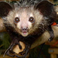 🌙Загадочное слово «Aye-Aye»: мистический взгляд на ночное небо🦧