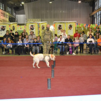 Кинологи Росгвардии выступили на благотворительном фестивале животных в Самаре